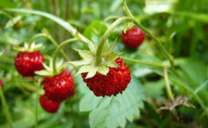 fraises toque et tablier