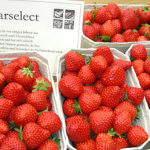 darselect toque et tablier fraise