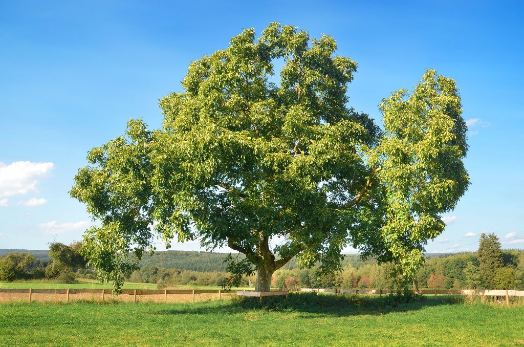 noyer toque et tablier